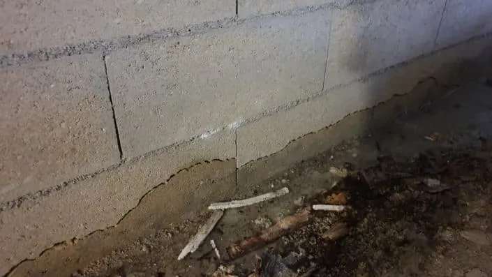 Fissure sur fondation causée par la proximité d'un arbre