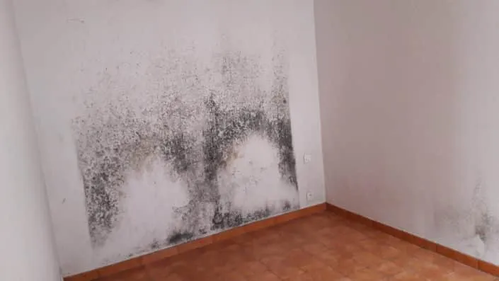 expertise humidité, diagnostic humidité, moisissures, traitement humidité, ponts thermiques
